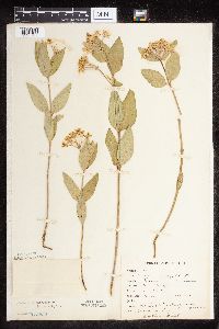 Asclepias ovalifolia image