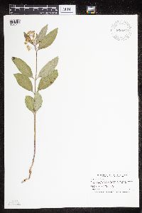 Asclepias ovalifolia image