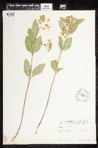 Asclepias ovalifolia image