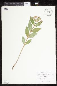 Asclepias ovalifolia image