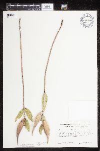 Asclepias ovalifolia image