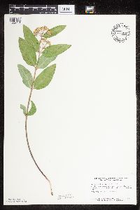 Asclepias ovalifolia image