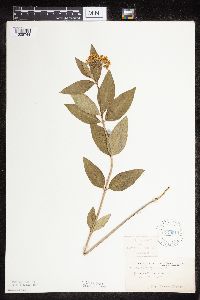 Asclepias ovalifolia image