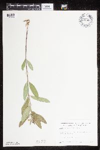 Asclepias ovalifolia image