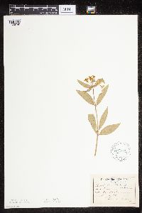Asclepias ovalifolia image