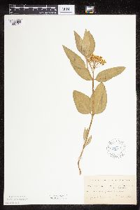 Asclepias ovalifolia image