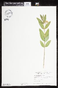 Asclepias ovalifolia image