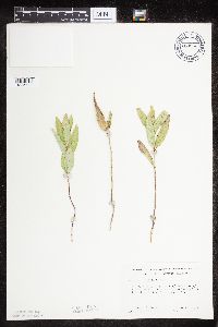 Asclepias ovalifolia image