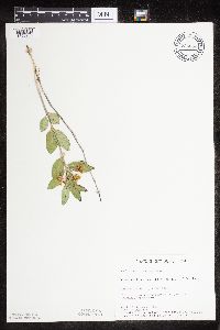 Asclepias ovalifolia image