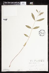 Asclepias ovalifolia image