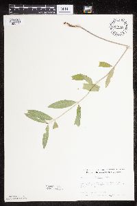 Asclepias ovalifolia image