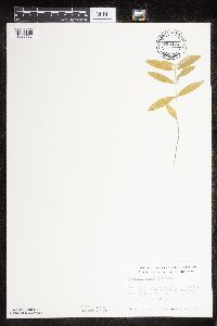 Asclepias ovalifolia image