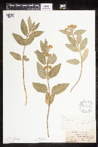 Asclepias ovalifolia image