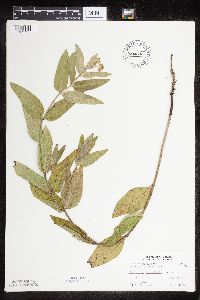 Asclepias ovalifolia image