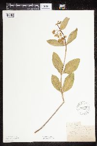 Asclepias ovalifolia image