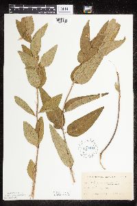 Asclepias ovalifolia image