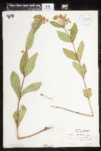 Asclepias ovalifolia image