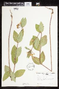 Asclepias ovalifolia image