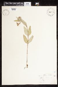 Asclepias ovalifolia image