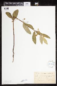 Asclepias ovalifolia image
