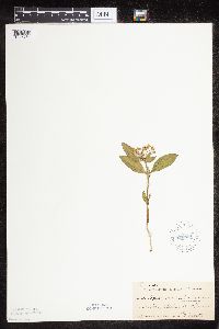 Asclepias ovalifolia image