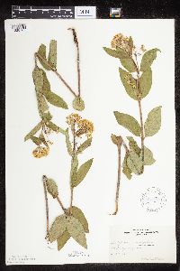 Asclepias ovalifolia image