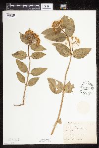 Asclepias ovalifolia image