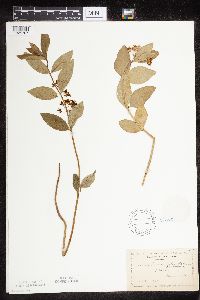 Asclepias ovalifolia image