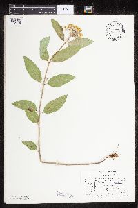 Asclepias ovalifolia image