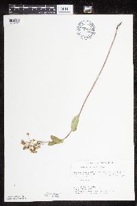 Asclepias ovalifolia image
