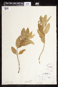 Asclepias ovalifolia image