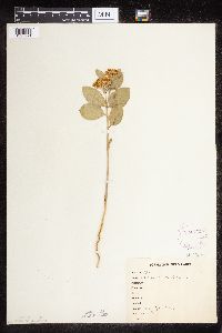 Asclepias ovalifolia image