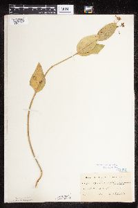 Asclepias ovalifolia image