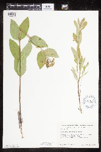 Asclepias ovalifolia image
