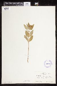 Asclepias ovalifolia image