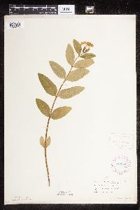 Asclepias ovalifolia image