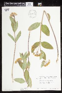 Asclepias ovalifolia image