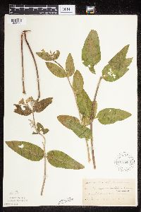 Asclepias ovalifolia image