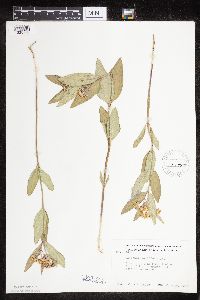 Asclepias ovalifolia image