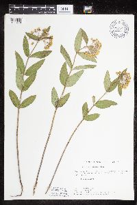 Asclepias ovalifolia image