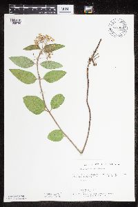 Asclepias ovalifolia image
