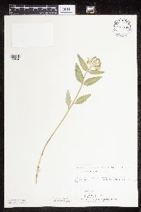 Asclepias ovalifolia image