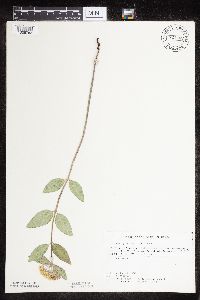 Asclepias ovalifolia image