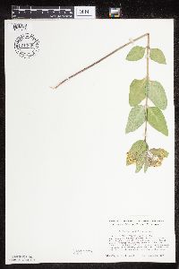 Asclepias ovalifolia image