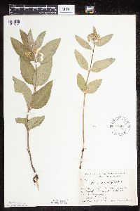 Asclepias ovalifolia image