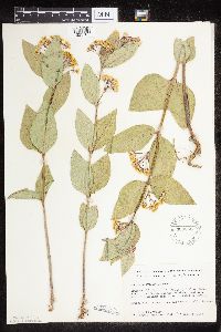 Asclepias ovalifolia image