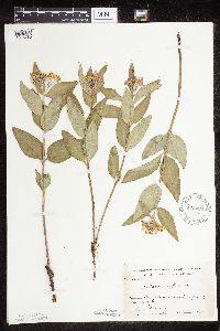 Asclepias ovalifolia image