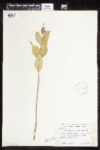 Asclepias ovalifolia image