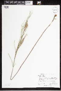 Media resource of Asclepias stenophylla