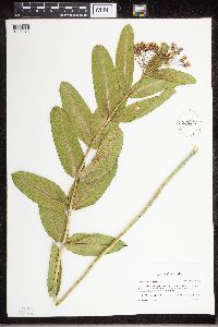 Media resource of Asclepias sullivantii